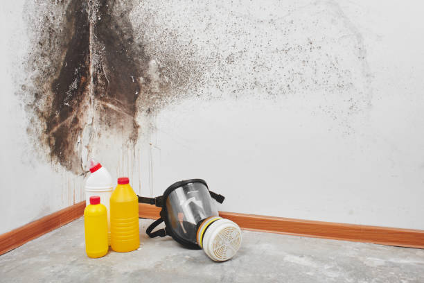 Best Health and Safety Mold Remediation in Dunsmuir, CA