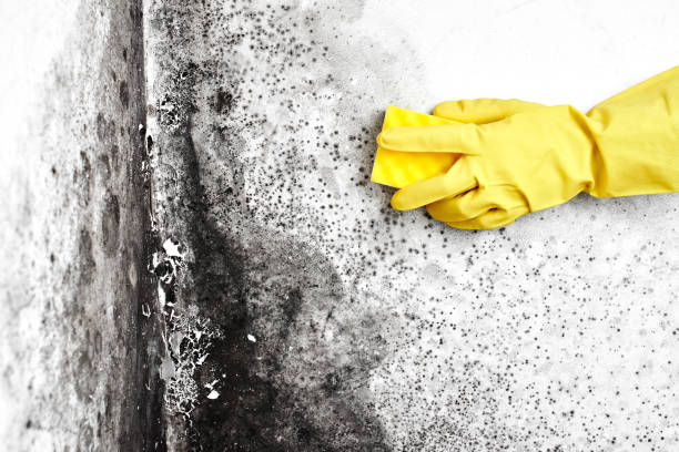 Best Insurance-Related Mold Remediation in Dunsmuir, CA