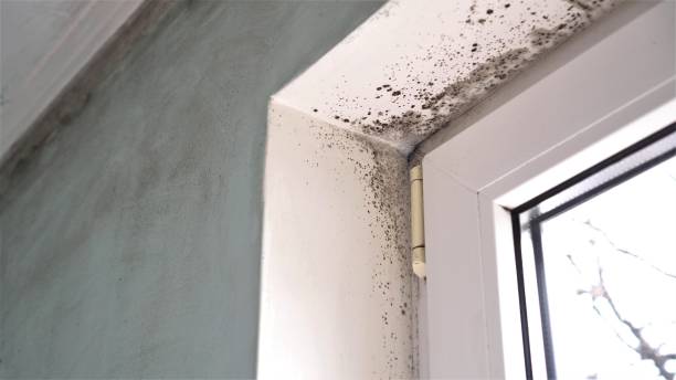 Best Black Mold Remediation in Dunsmuir, CA