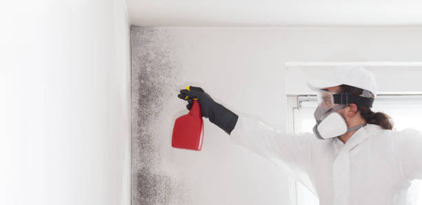 Best Mold Testing and Inspection Services in Dunsmuir, CA