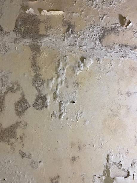 Best Localized Mold Remediation (e.g., coastal areas, humid climates) in Dunsmuir, CA