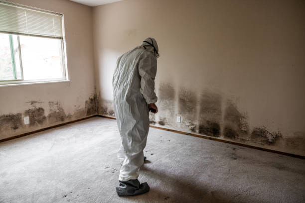 Best Residential Mold Remediation in Dunsmuir, CA