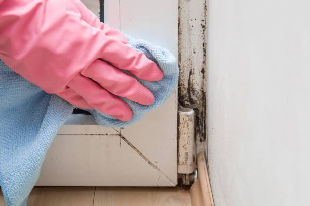 Best Commercial Mold Remediation in Dunsmuir, CA