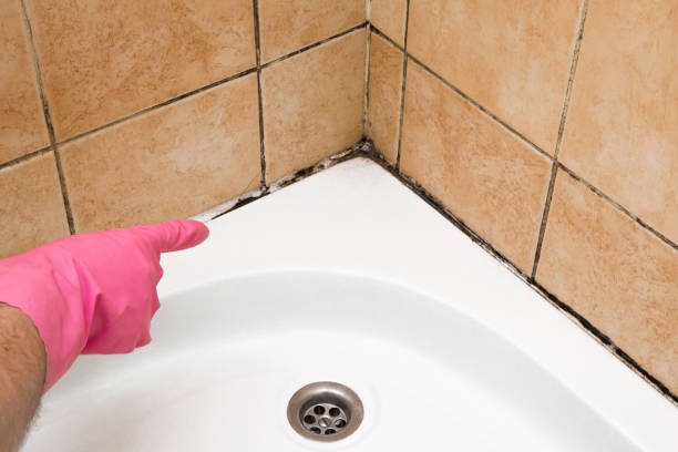Best Bathroom Mold Remediation in Dunsmuir, CA