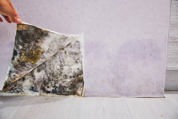 Trusted Dunsmuir, CA Mold Remediation Experts